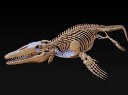 Read on to learn about 3d printed bone projects in medicine today. 3d Mosasaurus Skeleton Model 3d Model Dinosaur Skeleton Dinosaur Fossils Dinosaur
