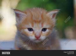 Orange tabby cat with blue eyes. Orange Tabby Kitten Image Photo Free Trial Bigstock
