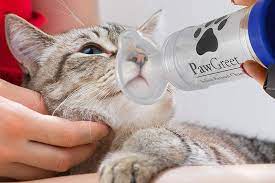 kedilerde oksuruk nedenleri ve tedavisi miyavliyo