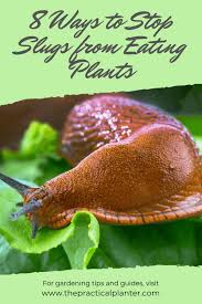 Dec 10, 2020 · rather than by a complex chemical reaction, salt acts as a snail and slug's kryptonite by dehydrating its slimy exterior. How To Stop Slugs From Eating Plants 8 Simple And Effective Methods The Practical Planter