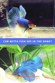 Can Betta Fish See In The Dark In 2020 Betta Fish Betta Fish