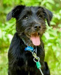 Do you have a terrier mix that you cherish? 20 Schnauzer Mixed Breeds Bearded Four Legged Buddies