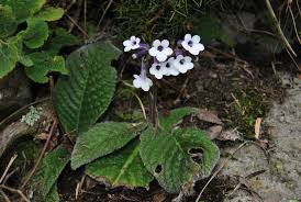Image result for Streptocarpus goetzei