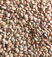 Image result for Macrotyloma daltonii