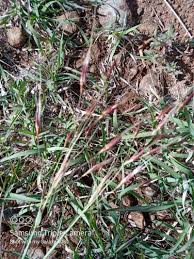 Image result for Chrysopogon