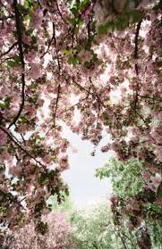 The georgia republican described democrats' complaints as hypocritical. i'm outraged at the hypocrisy of the house managers who have come over to the u.s. Are Weeping Cherry Trees Toxic To Dogs