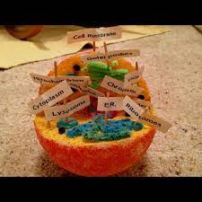 Various fruits and candies used to represent the parts of the cell: Pin On Plant And Animal Cells