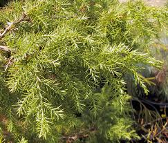 Image result for Juniperus procera