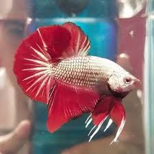 Jenis ikan cupang terpopuler ! Muhammad Syahruldin On Twitter Yuuk Yg Suka Pk White Green Big Ear Nya Male Size M Available Cupang Kedaibetta Bettafish Ikancupang Cupangkoi Cupanggiant Jualcupang Jurnalcupang Hobicupang Cupangbigear Https T Co Yxun3eri5s