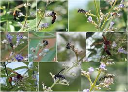 Image result for Vitex sp. A