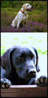 Labrador Puppies Vs German Shepherd You Want A Labradorquora Labradorpuppiesforsaleinzambales Labra Labrador Breed Labrador Retriever Labrador