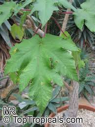 Image result for Obetia