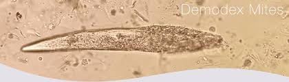 Image result for Demodex brevis