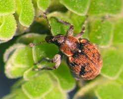 Image result for Stenostelma corniculatum