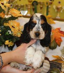 Chien Elevage Du Royaume Des Quatre Pattes Eleveur De Chiens Cocker Spaniel Anglais Bebe Cocker Cocker Cocker Spaniel Anglais
