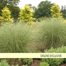 Full sun ornamental grass perennial. Morning Light Ornamental Grass Miscanthus Sinensis Proven Winners