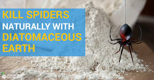 Black widow spider pictures for identification. Use Diatomaceous Earth To Kill Spiders Naturally Essential Home And Garden
