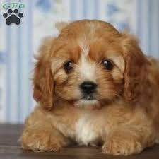 It is appreciated for its warmhearted temperament and its cute appearance. Pin On Dogs