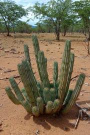 Image result for Hoodia currorii