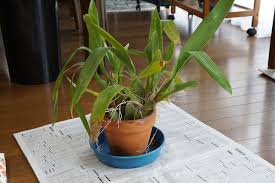 オンシジウム 植え替えと 失敗あるあると対処法 ピノ子の庭