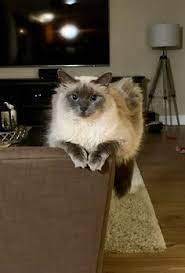 75 Best Craigslist Pets Ideas Craigslist Pets Pets Craigslist