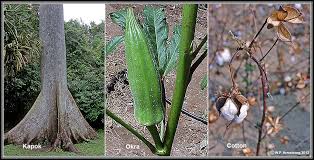 Image result for Malvaceae subfamily Grewioideae