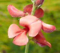 Image result for Indigofera fulvopilosa