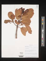 Image result for Garcinia kingaensis