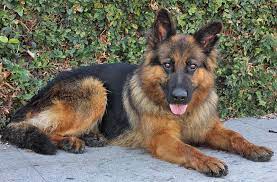 With this guide, we aim to answer that question and provide you with all the information you need to know about this unique variation of german shepherd. Pin On Adoptable Dogs