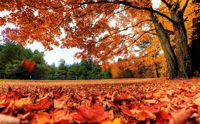 Here you can get the best desktop wallpapers fall for your desktop and mobile devices. Fall Wallpapers For Desktop Airwallpaper Com