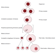 In meiosis 2 interphase does not take place. 4 1 Meiosis Biology Libretexts