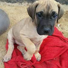 Great dane · colorado springs, co. Best Akc Great Dane Pups For Sale In Pagosa Springs Colorado For 2021