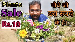For cheap plants i would definitely say menard's in the midwest and lowe's on the west coast. Cheapest Plant Nursery Buy Plant At Rs 10 Only Wholesale Plant Supplier In Delhi Noida Ncr Youtube