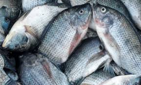 Pemancing hanya diperbolehkan menangkap ikan di daerah terpencil khusus yang terletak di lembah amazon. Umpan Mancing Ikan Mujair Nila Dengan Lumut Cottonbut Pelet Edisutanto Com