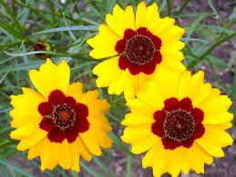 Plains Coreopsis Seeds Flower Seeds In Packets Bulk Eden Brothers Heirloom Seeds Coreopsis Flower Wild Flowers