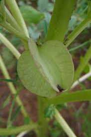 Image result for Holubia saccata