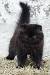 Beautiful Long Haired Black Cat