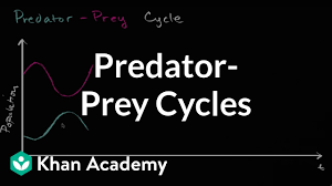 predator prey cycles video ecology khan academy