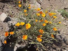 Image result for Eschscholzia