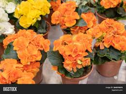 Jun 26, 2021 · if you sowed seeds in pots, you can let the plants get somewhat bigger and transplant when the roots start to poke out through the drainage holes in the pots. Orange Begonia Blossom Image Photo Free Trial Bigstock