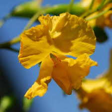 Image result for Pterocarpus rotundifolius