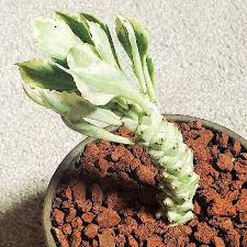 Image result for Monadenium