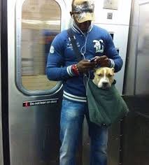 Los Perros Tiene Prohibido Ir En El Metro De Nueva York A Menos Que Vayan En Una Bolsa 15 Fotos Funny Animal Pictures Funny Animals Funny