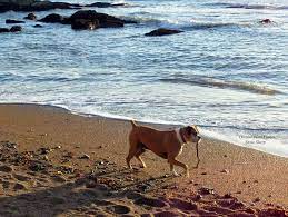 Oceano Ca Labrador Retriever Pismo Beach Beach Vacation