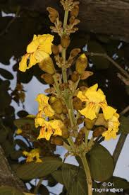 Image result for Markhamia obtusifolia