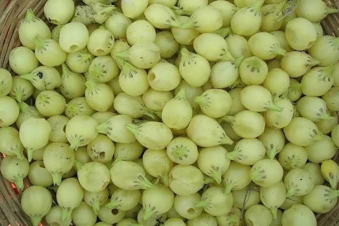 Mahua is used to increase blood, know its all Importance । महुआ सिर्फ देसी  शराब के काम ही नहीं आता, महिलाओं के लिए है बहुत फायदेमंद, पढ़िए ये खास जानक  - India