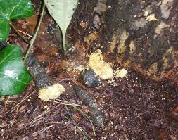 Die einfachste erklärung von schleim im stuhl ist eine umstellung der ernährung.die einnahme einer stark fetthaltigen mahlzeit kann dazu führen, dass vermehrt schleim im stuhl auftritt. Hund Hat Krumeligen Gelben Kot Siehe Foto Tiere Arzt Haustiere