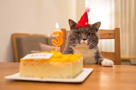 Je vous propose des biscuits facile à réaliser qu'on appelle aussi patte de chat. Gateau Anniversaire Pour Chat Recettes Saines Et Faciles