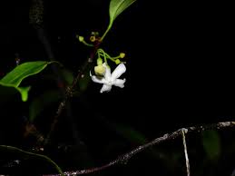 Image result for Malouetia