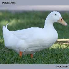 American pekin ducks (negotiable) american pekin ducklings we are selling american pekin ducklings for $5.00 each, and we only have 5 left. Peking Duck For Sale Home Facebook